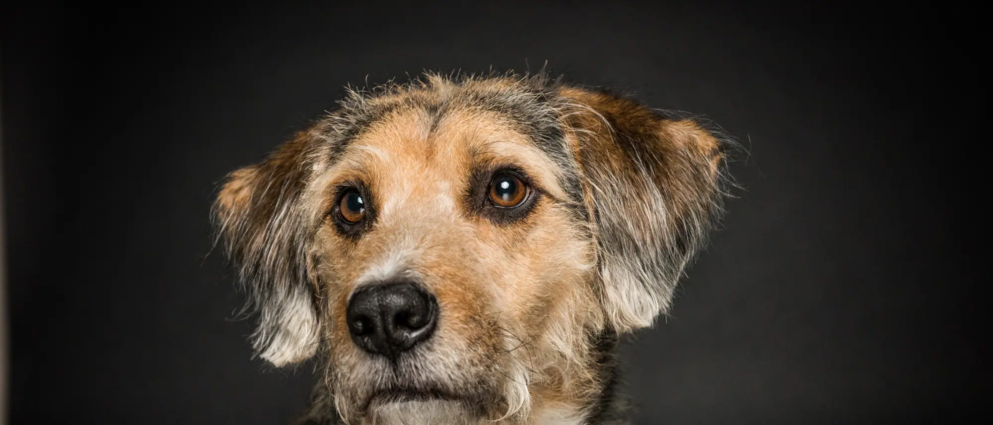 Einfühlsames Portrait eines Hundes mit warmem, wachem Blick.