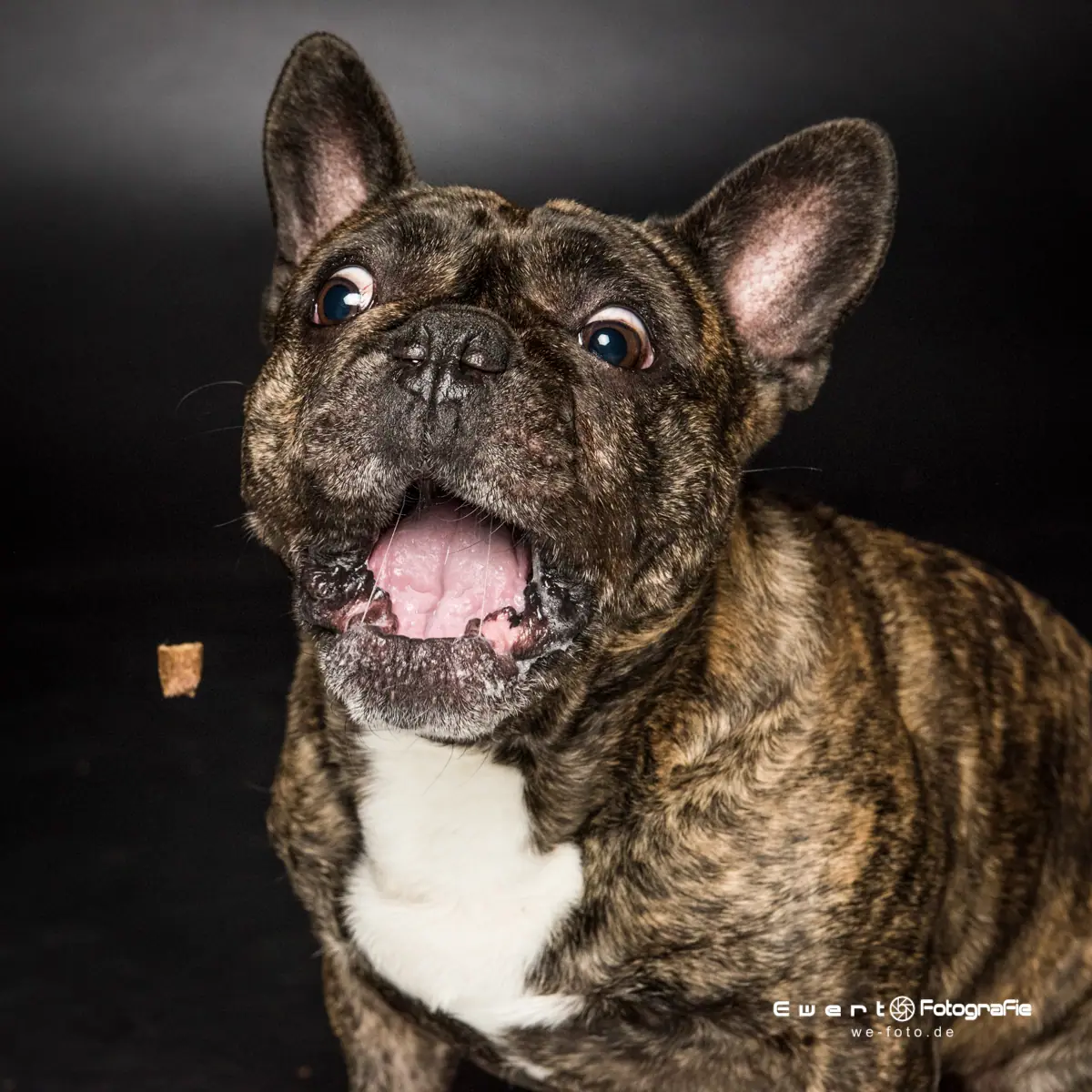Französische Bulldogge schnappt mit offenem Fang nach dem fliegenden Leckerli.