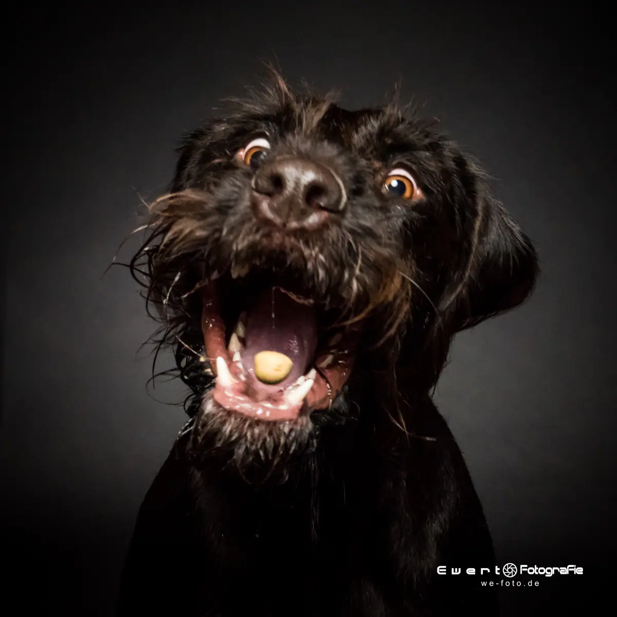 Scruffy schwarzer Hund fängt sein Leckerli mitten in der Bewegung.