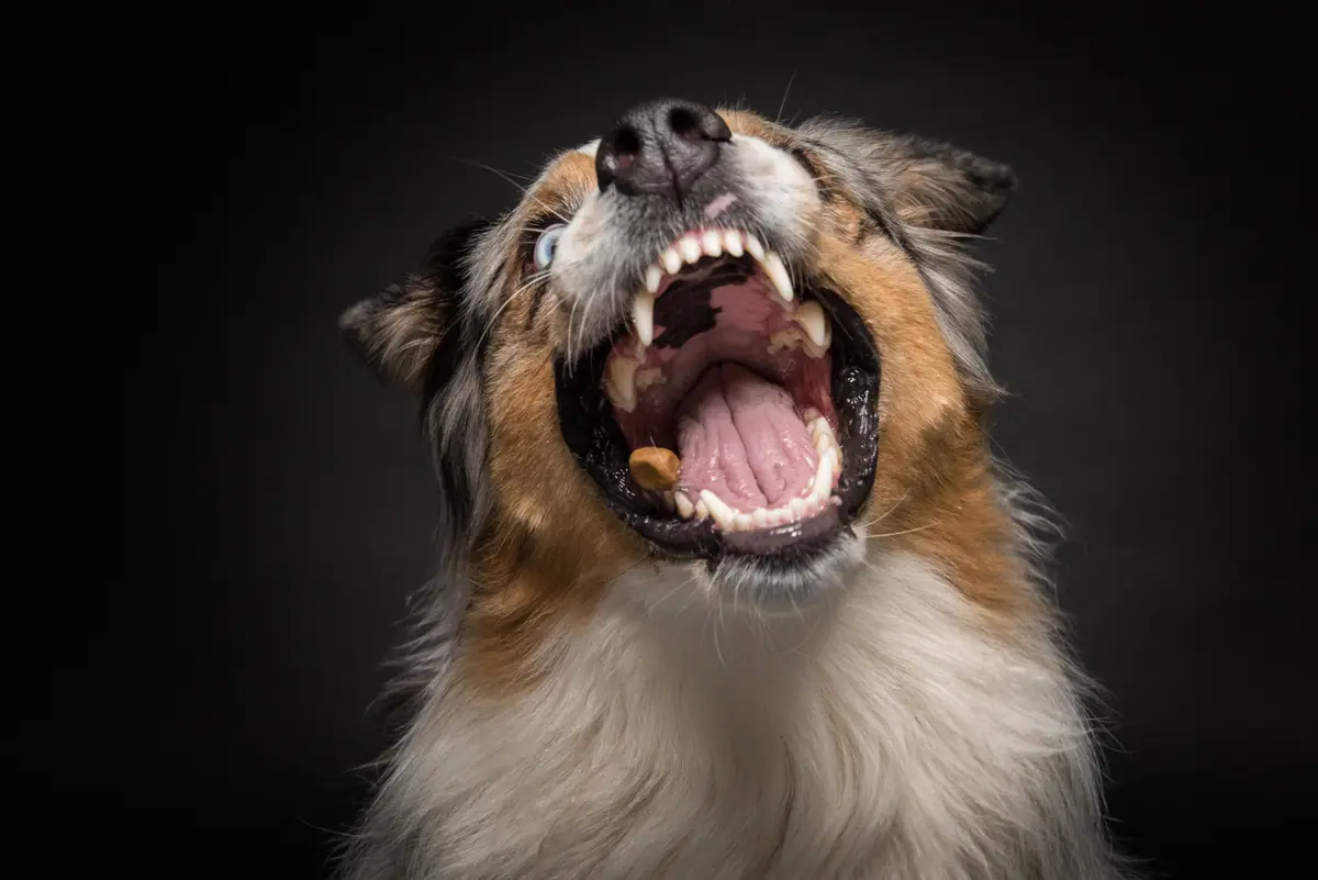 Australian Shepherd mit weit geöffnetem Fang, das Leckerli kurz vor dem Fang.