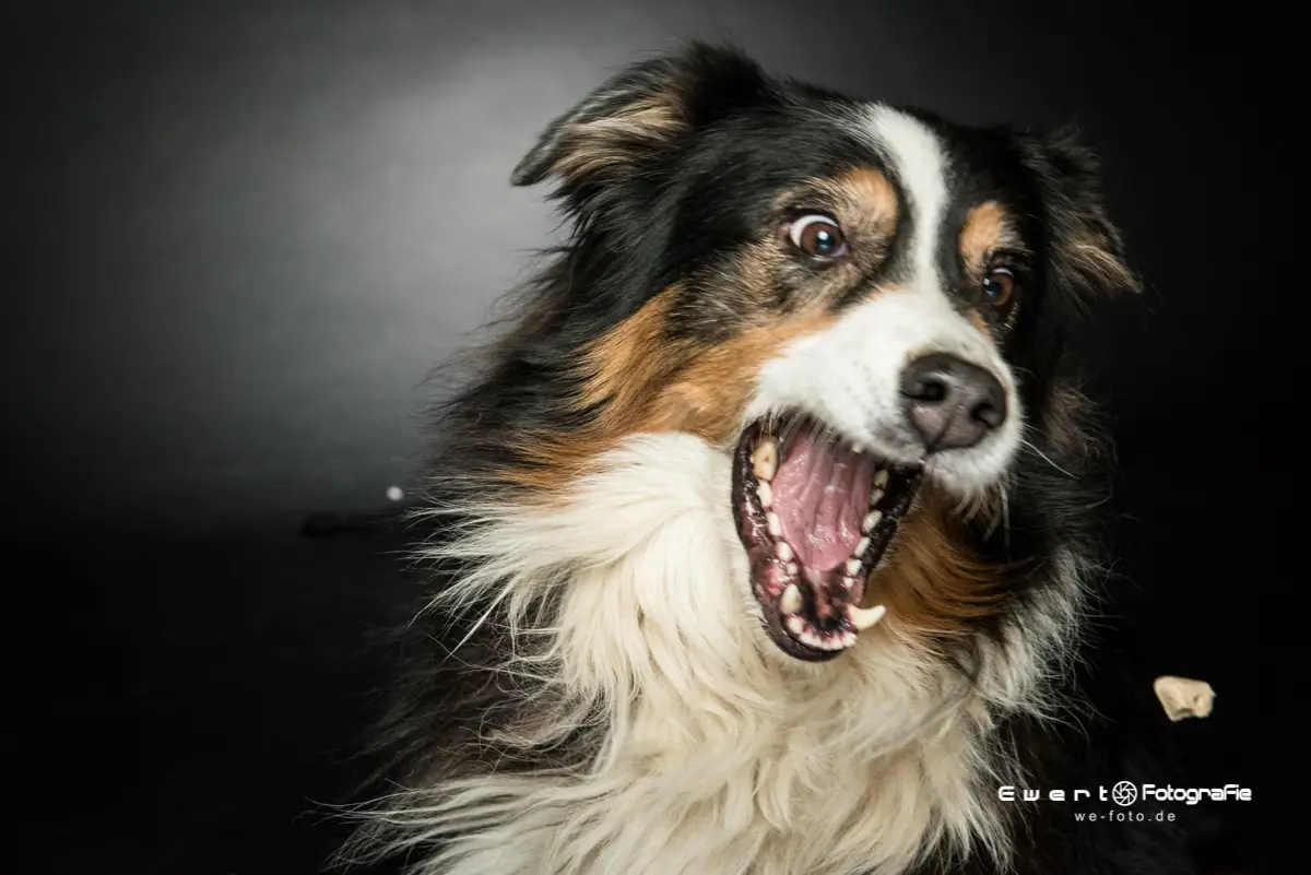 Australian Shepherd fängt sein Leckerli, voller Energie und Persönlichkeit.