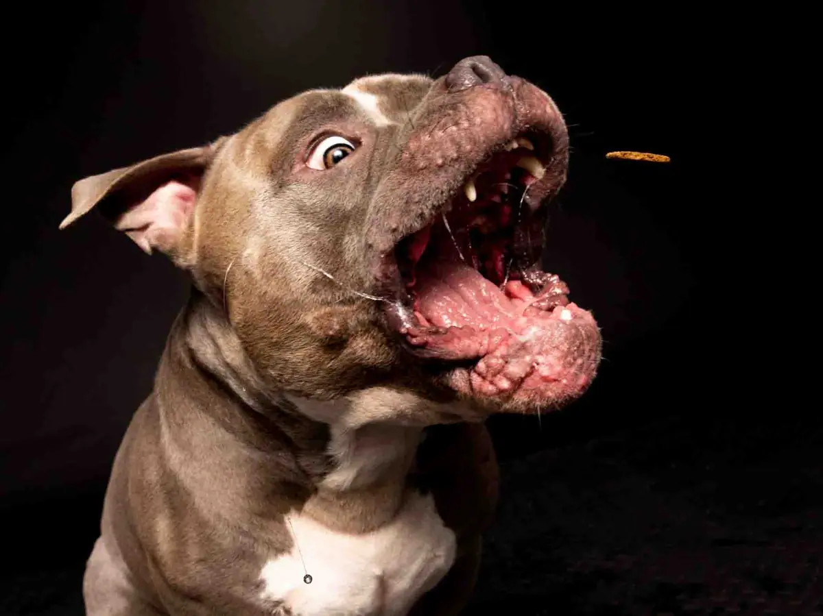 Bully-Typ-Hund schnappt energiegeladen nach dem fliegenden Leckerli.