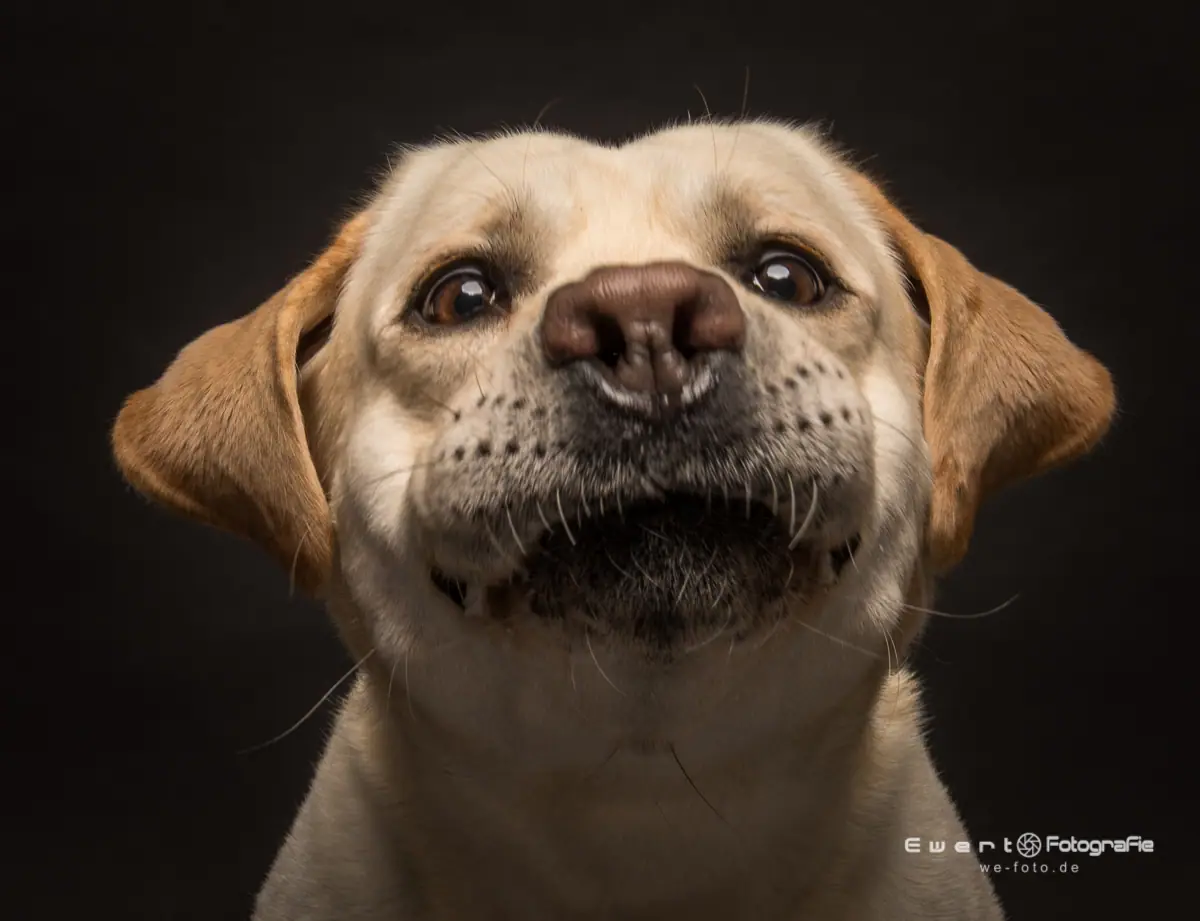 Ausdrucksstarke Nahaufnahme eines Labradors, voller Charakter.