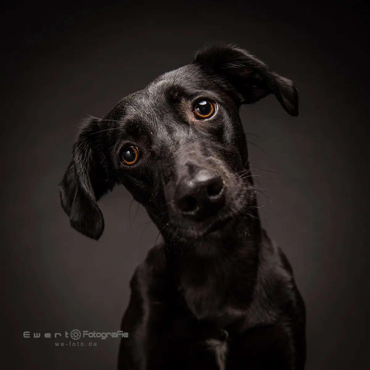Schwarzer Hund mit lebhaftem Kopfneigen im Studio.