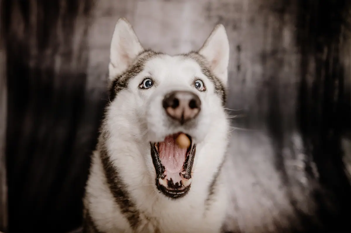 Husky mit weit geöffnetem Fang fängt sein Leckerli, voller Freude.