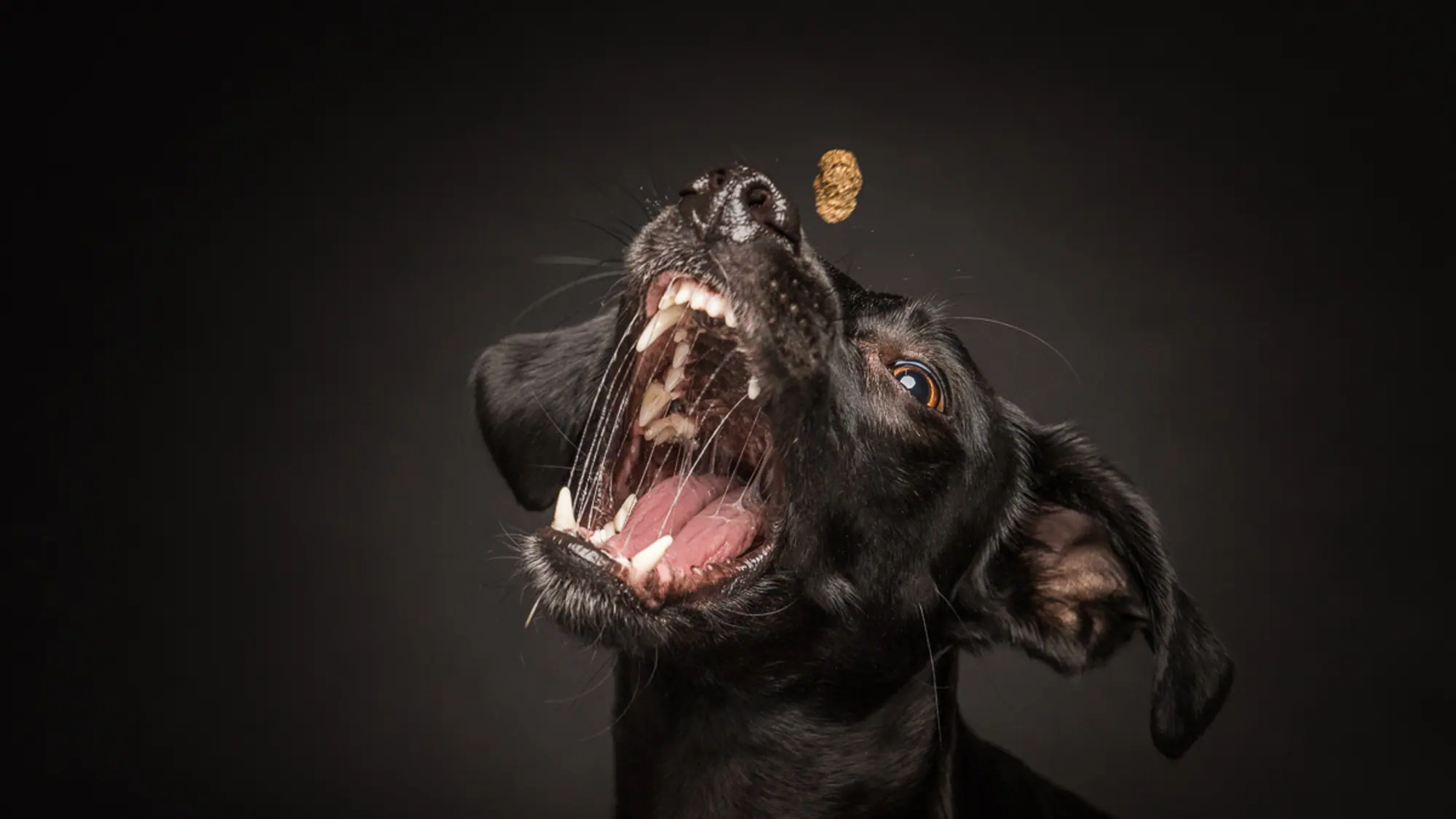 Catchit-Action: ein schwarzer Hund mit weit geöffnetem Fang fängt sein Leckerli mitten in der Luft.
