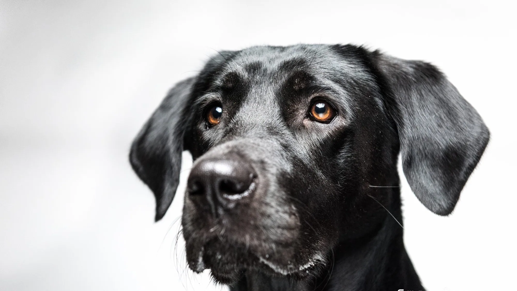 Ruhiges, einfühlsames Portrait eines schwarzen Labradors vor hellem Hintergrund.