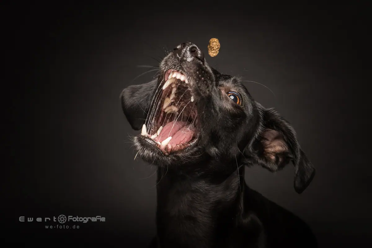 Catchit-Moment: ein Hund schnappt mit weit geöffnetem Fang nach dem fliegenden Leckerli.