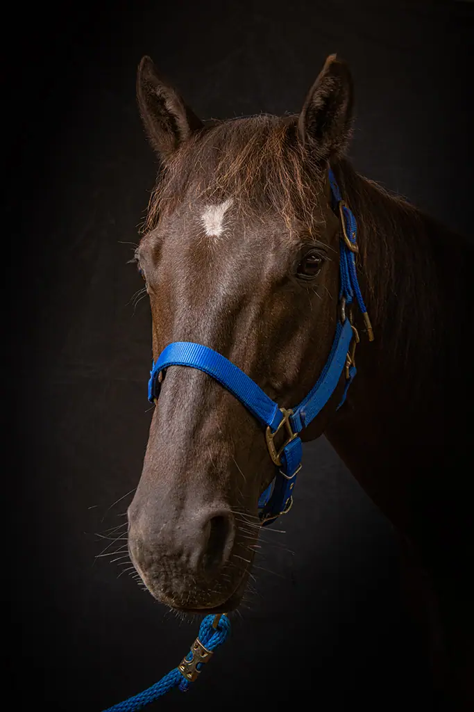 Dunkles Pferd mit weißer Blesse und blauem Halfter, ruhiger Blick.