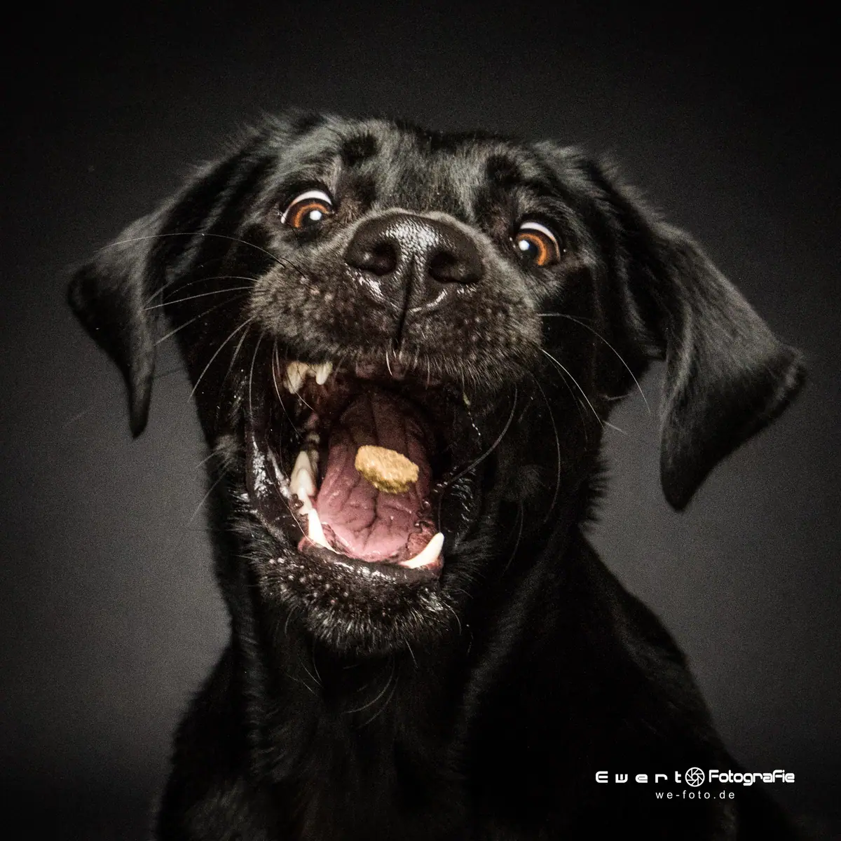 Catchit-Action: ein Labrador fängt das Leckerli direkt auf der Zunge.
