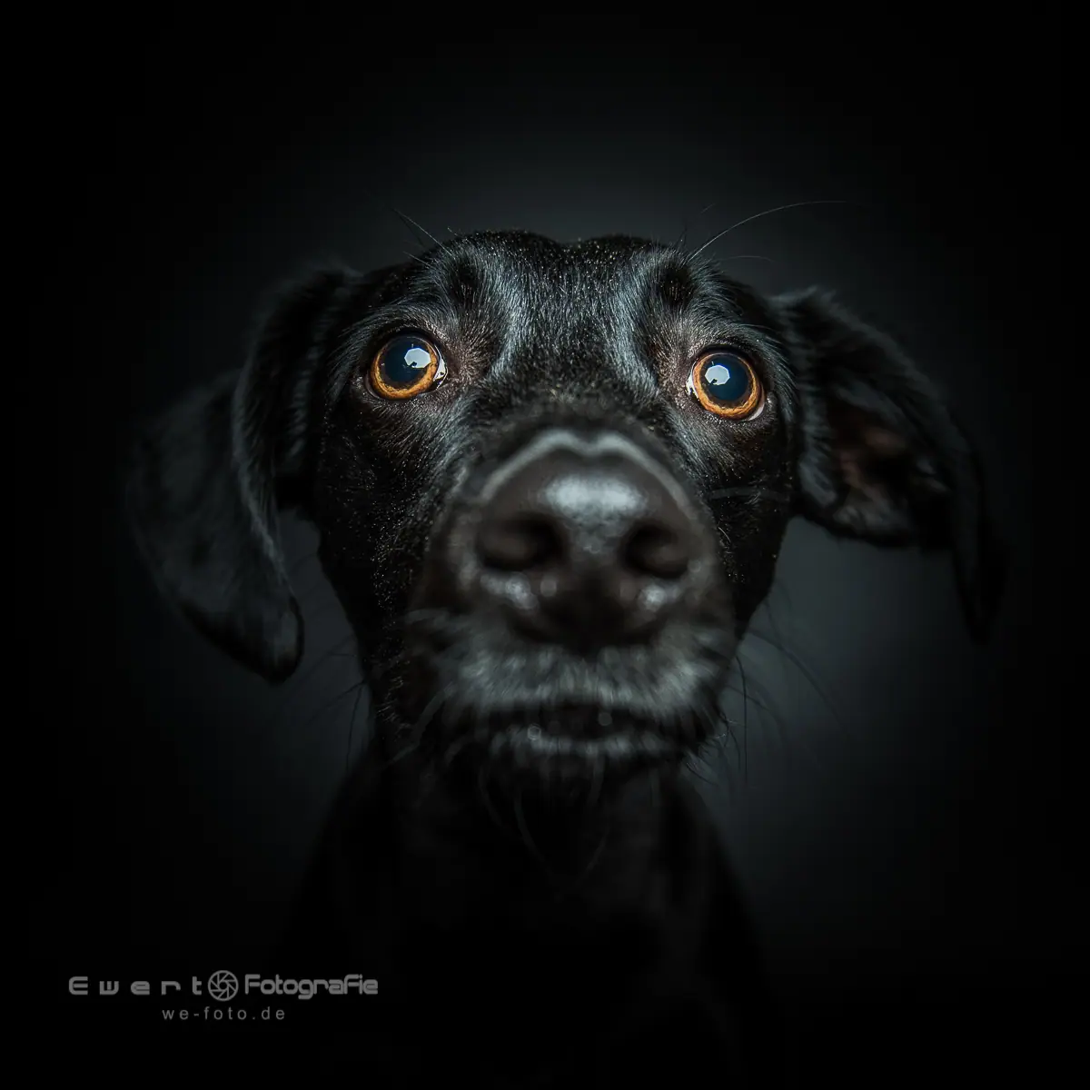 Charaktervolles Studio-Portrait eines schwarzen Hundes.