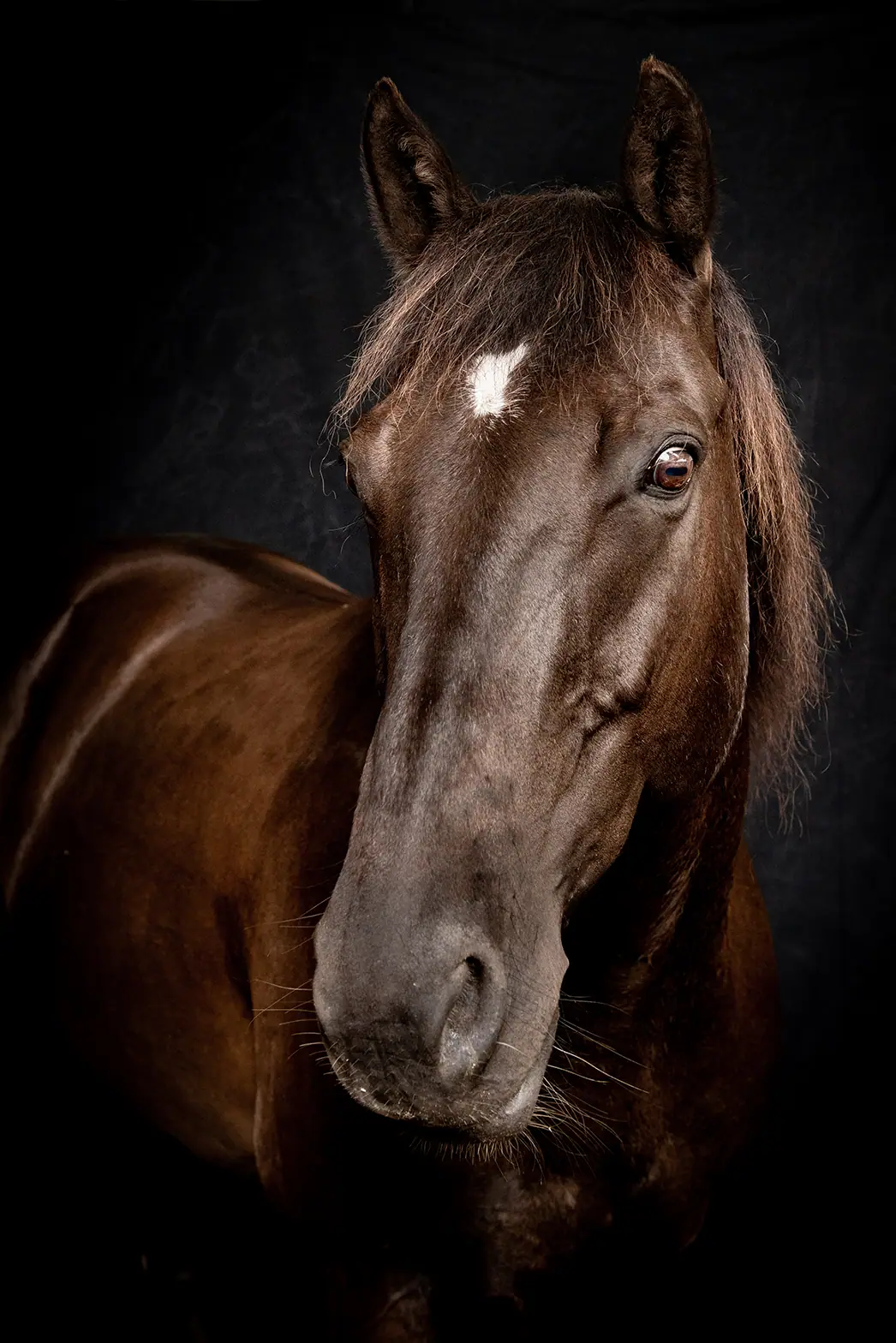 Pferd im Hochformat, atmosphärisch im warmen Licht fotografiert.