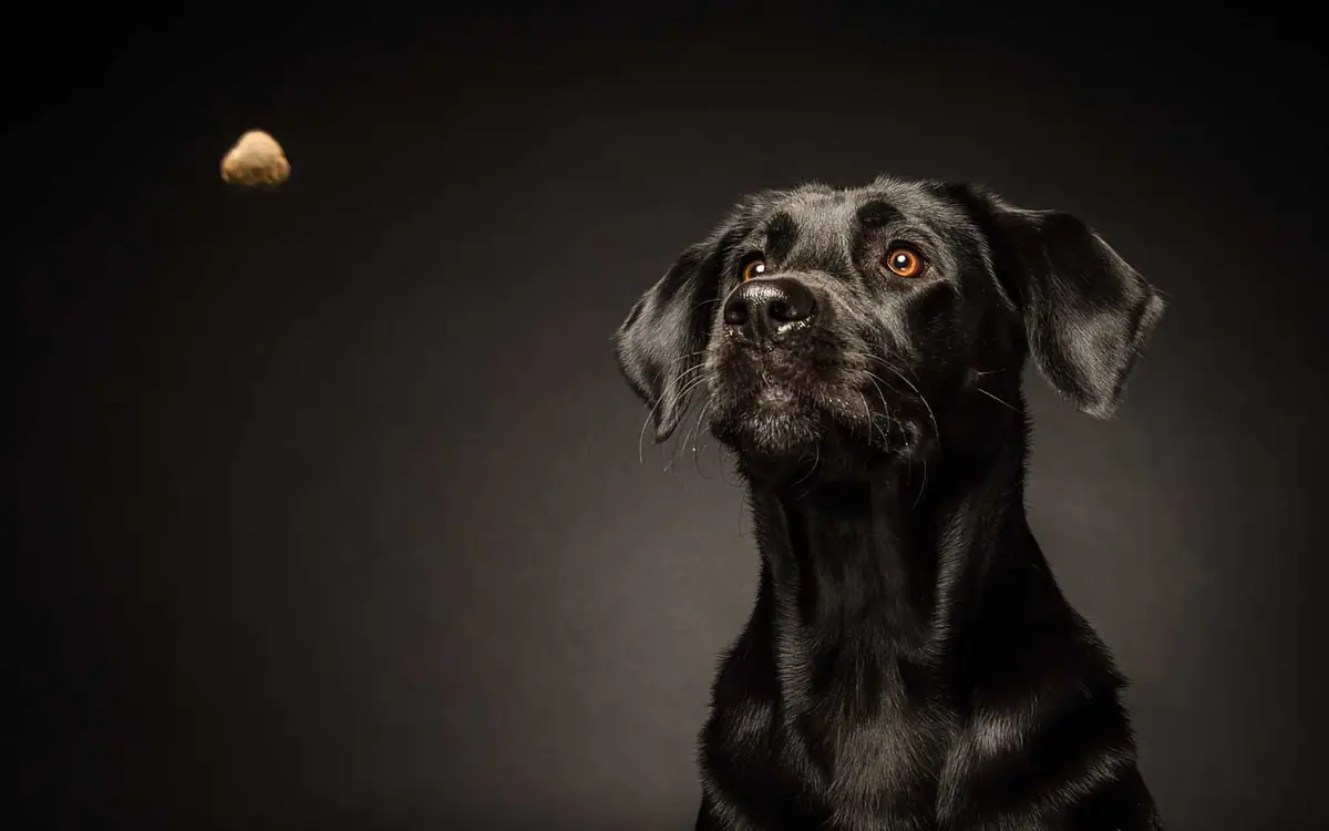 Warmes Hundeportrait, fein gezeichnete Fellstruktur.