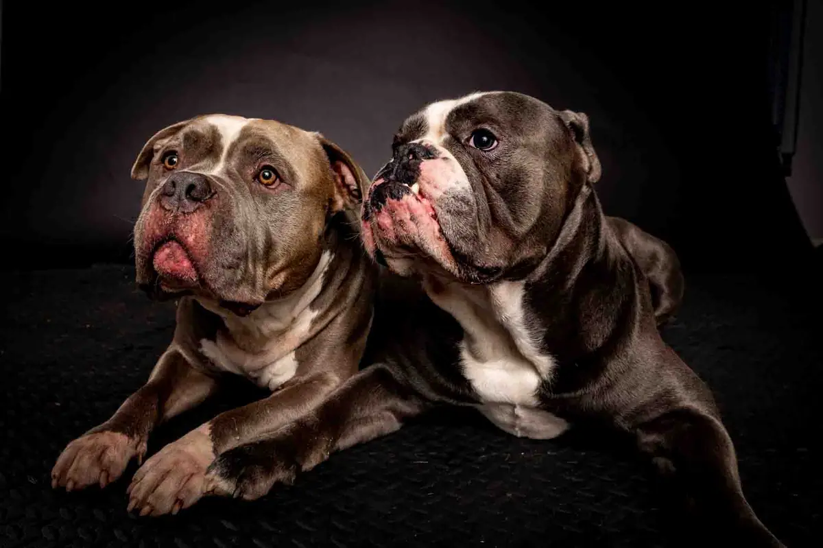 Zwei Bulldoggen liegen nebeneinander, charaktervolles Studio-Portrait.