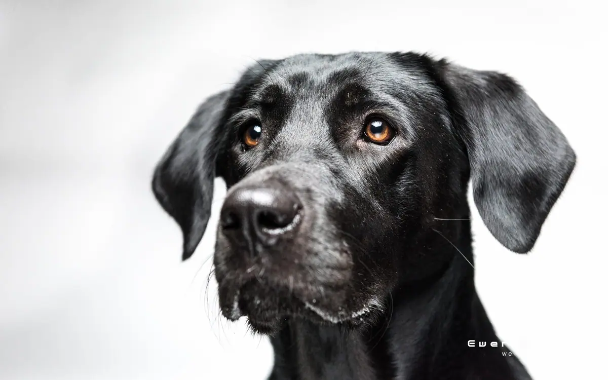 Schwarzer Labrador vor hellem Hintergrund, ruhiger Blick.