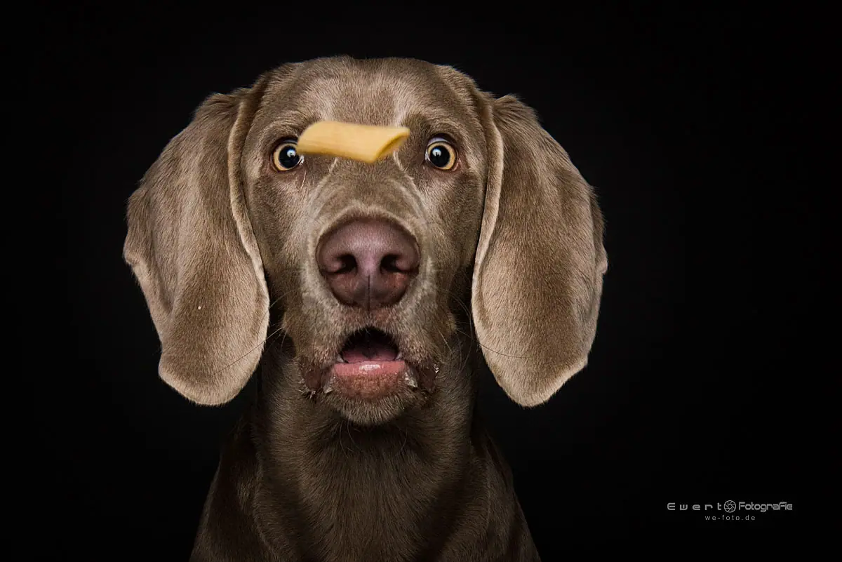 Hundeportrait im warmen Licht, einfühlsam fotografiert.