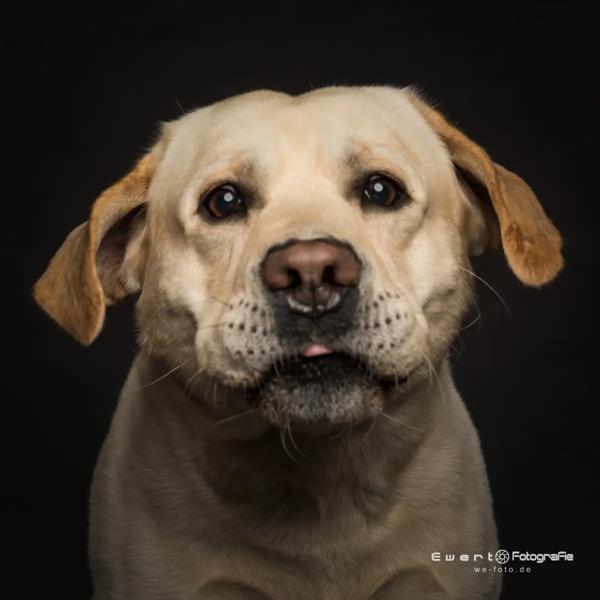 Ausdrucksstarkes Hundeportrait im quadratischen Format, fein gezeichnetes Fell.