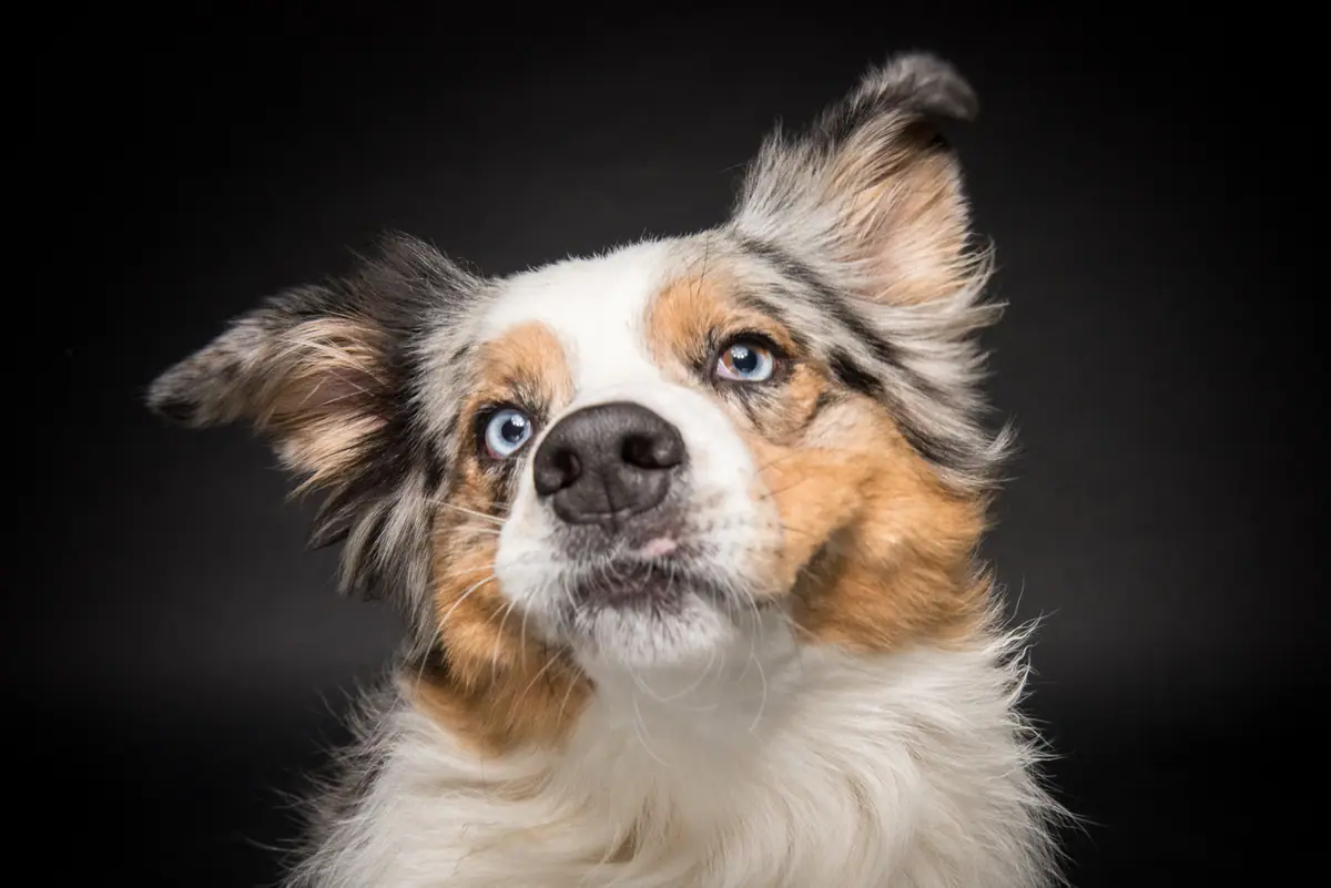 Australian Shepherd mit blauen Augen, charaktervolles Portrait.