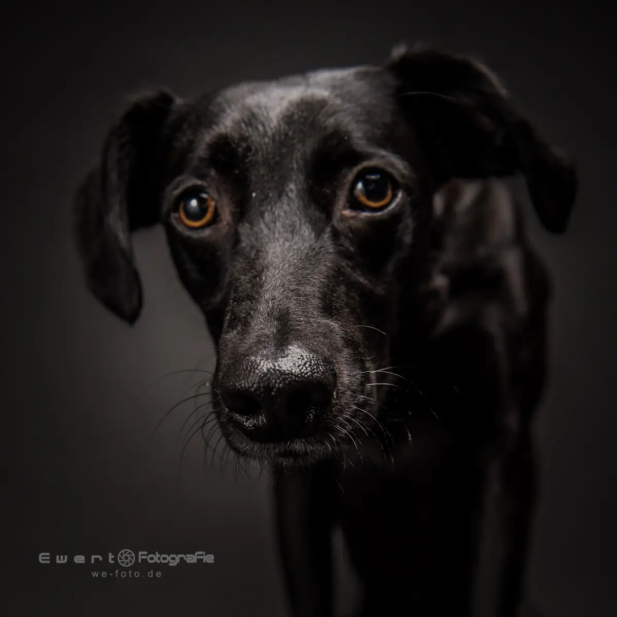 Schwarzer Hund im Studio, fein gezeichnete Fellstruktur.
