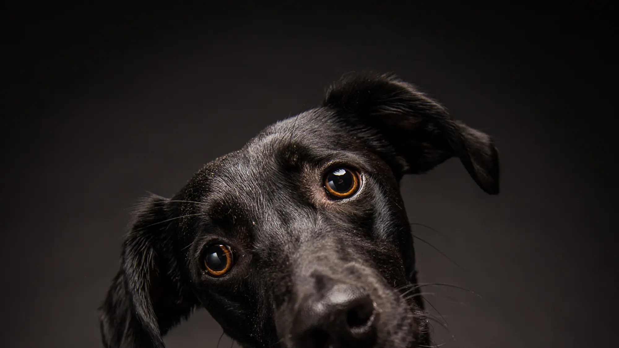 Schwarzer Hund mit leicht geneigtem Kopf und warmen, bernsteinfarbenen Augen, einfühlsam portraitiert.