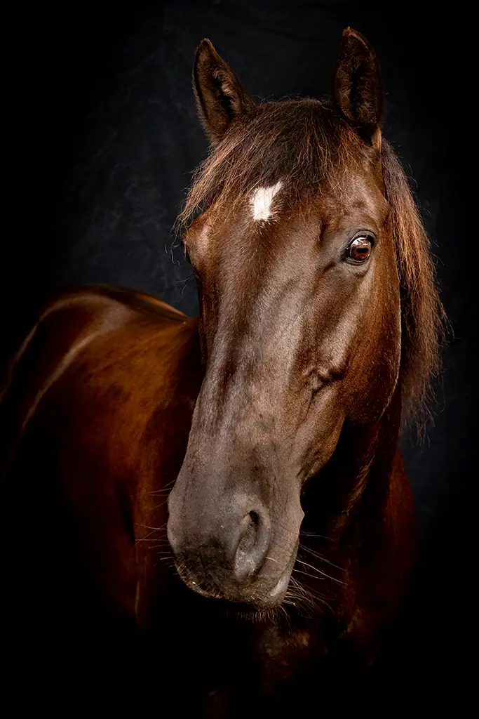 Ausdrucksstarkes Pferdeportrait, glänzendes Fell im weichen Licht.