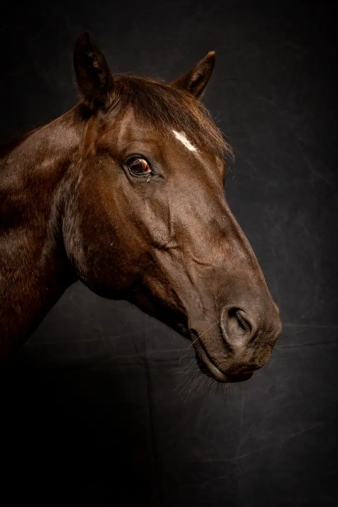 Pferd im eleganten Profil, ruhig und würdevoll fotografiert.