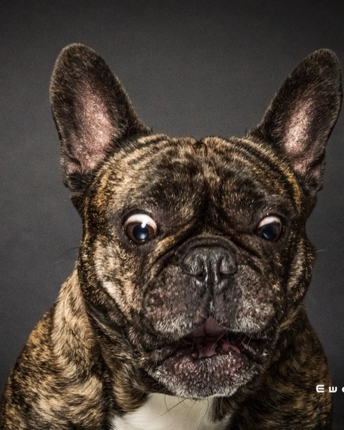 Charaktervolles Studio-Portrait einer Französischen Bulldogge mit aufmerksamem Blick.