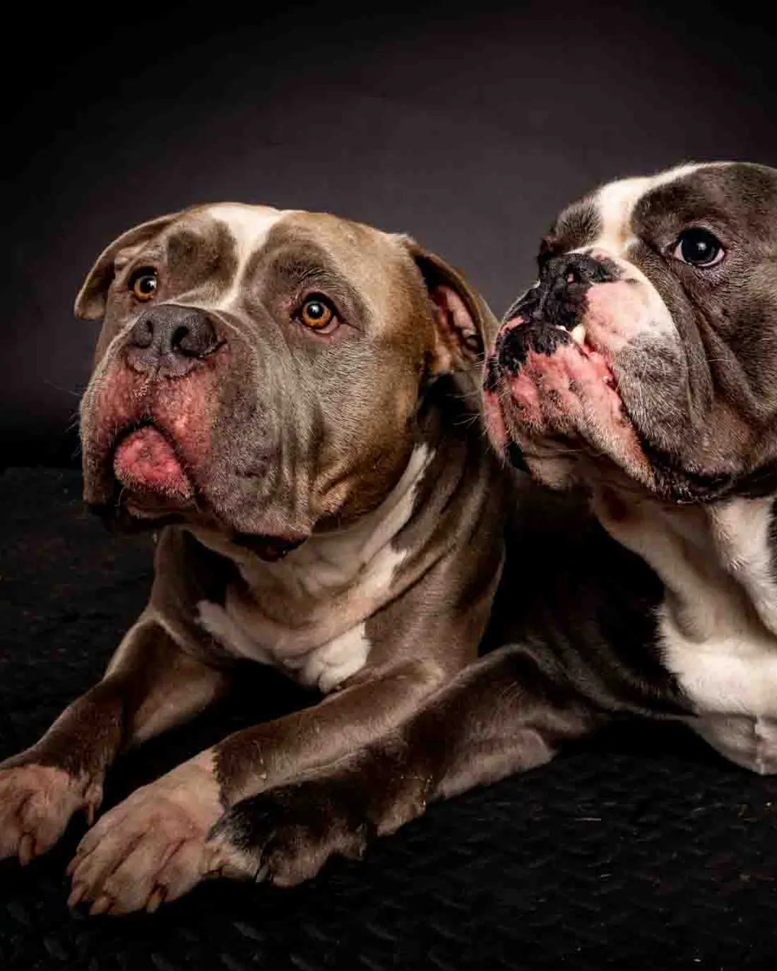 Hundeportrait im warmen Abendlicht: ein Hund blickt ruhig in die Kamera.